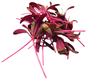 kisspng-microgreen-leaf-vegetable-seed-hydroponics-sprouti-thai-basil-red beets transparent png file