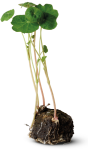 kisspng-moss-tropaeolum-majus-plant-stem-root-bedding-plant-nasturtium transparent png file